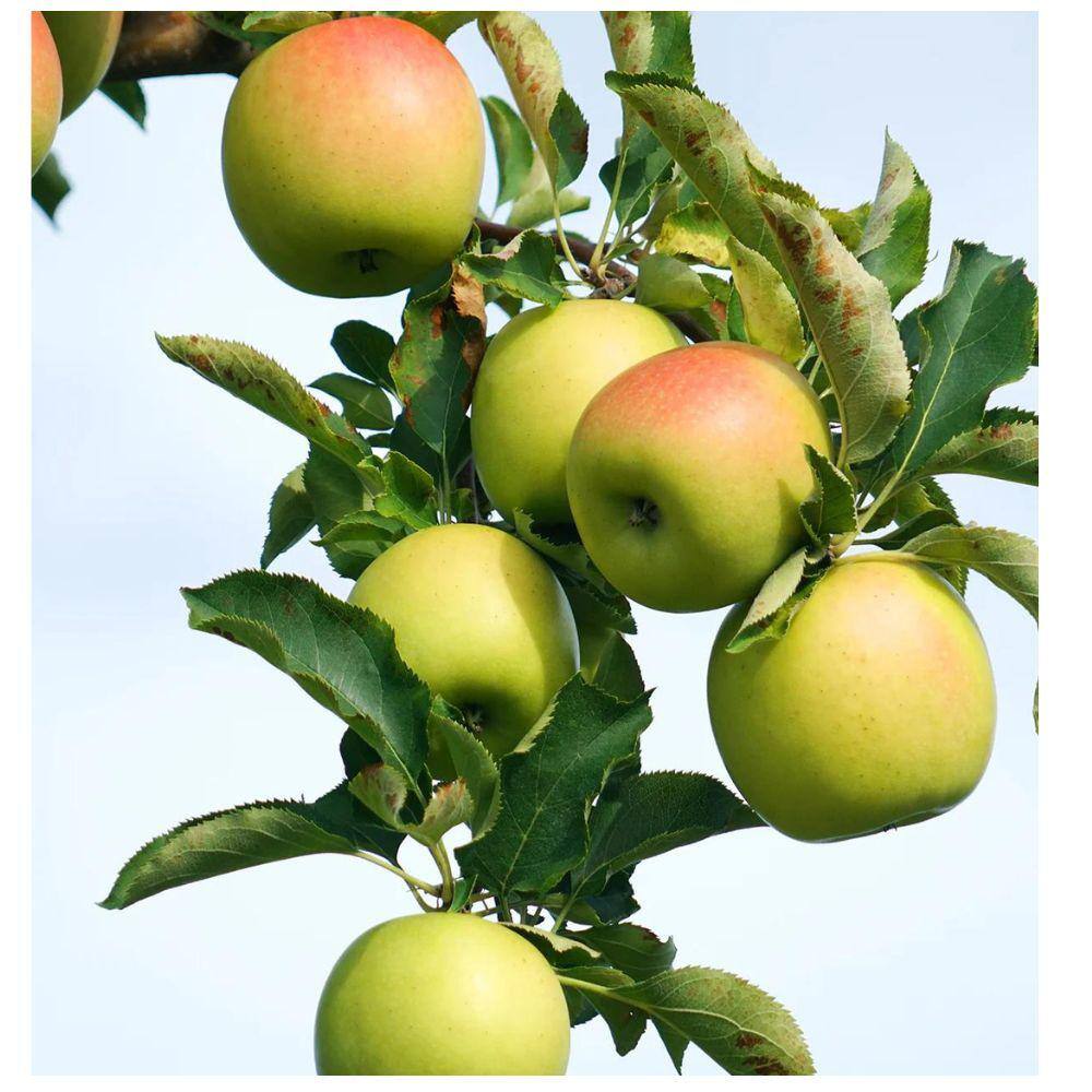 7 Gal. Gold Rush Apple Tree APPGRU07G