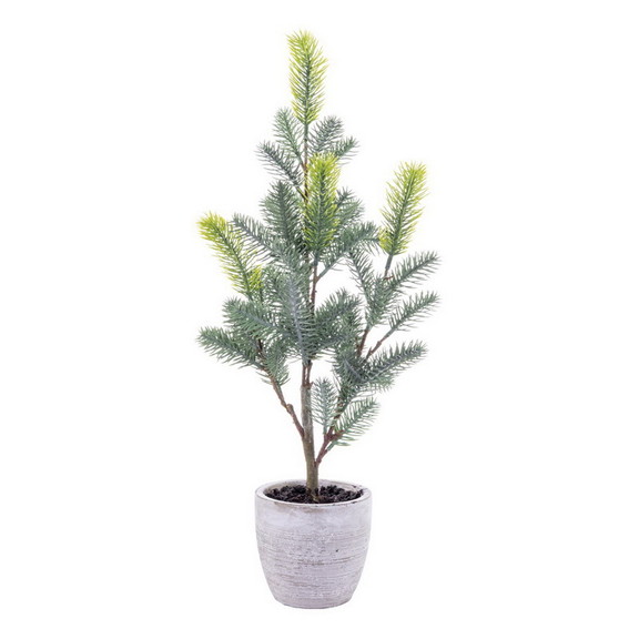 Vickerman Blue Spruce Sapling Potted