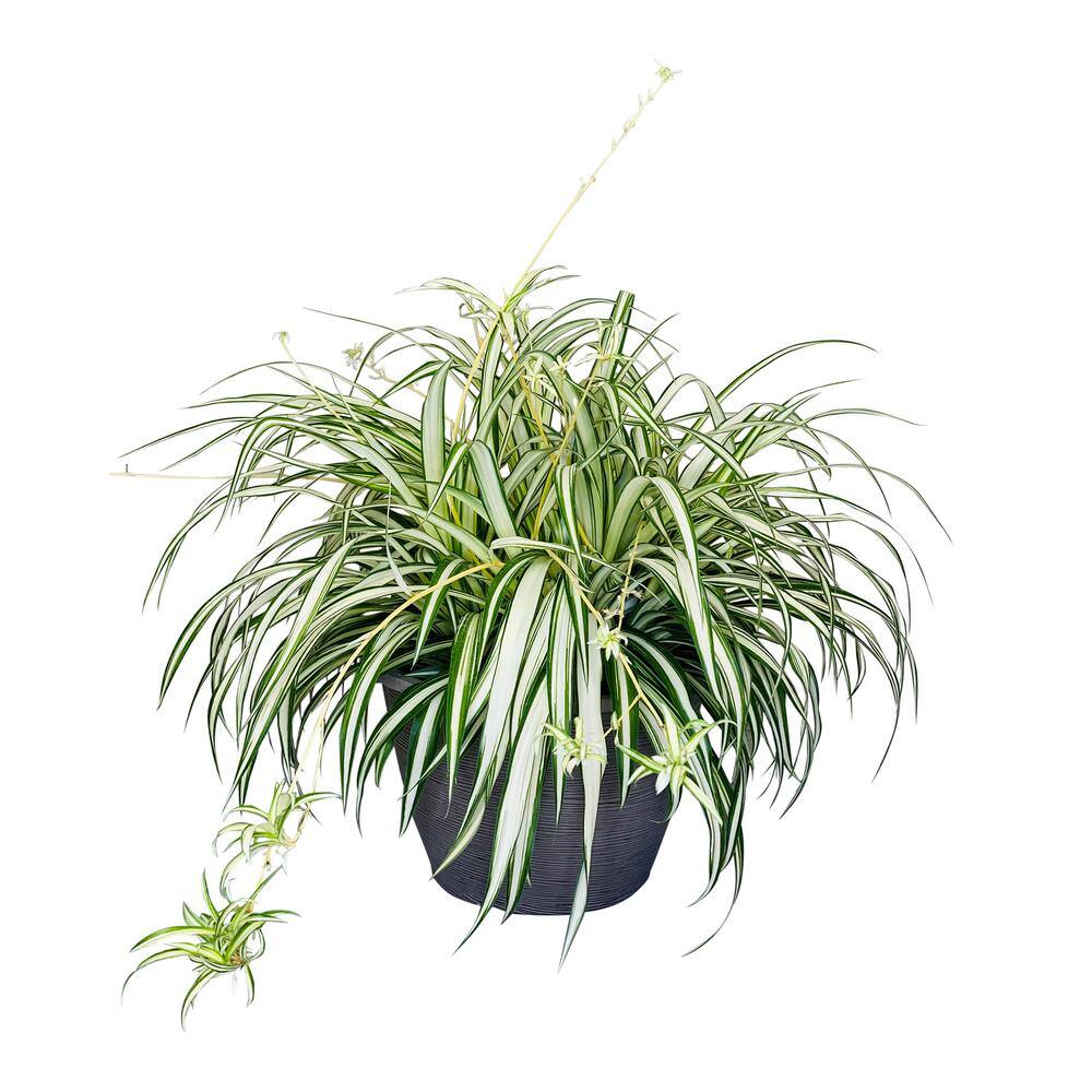 Vigoro 1.8 Gal. Spider Plant Chlorophytum in 11 In. Hanging Basket DC11HBSPIDERPLT