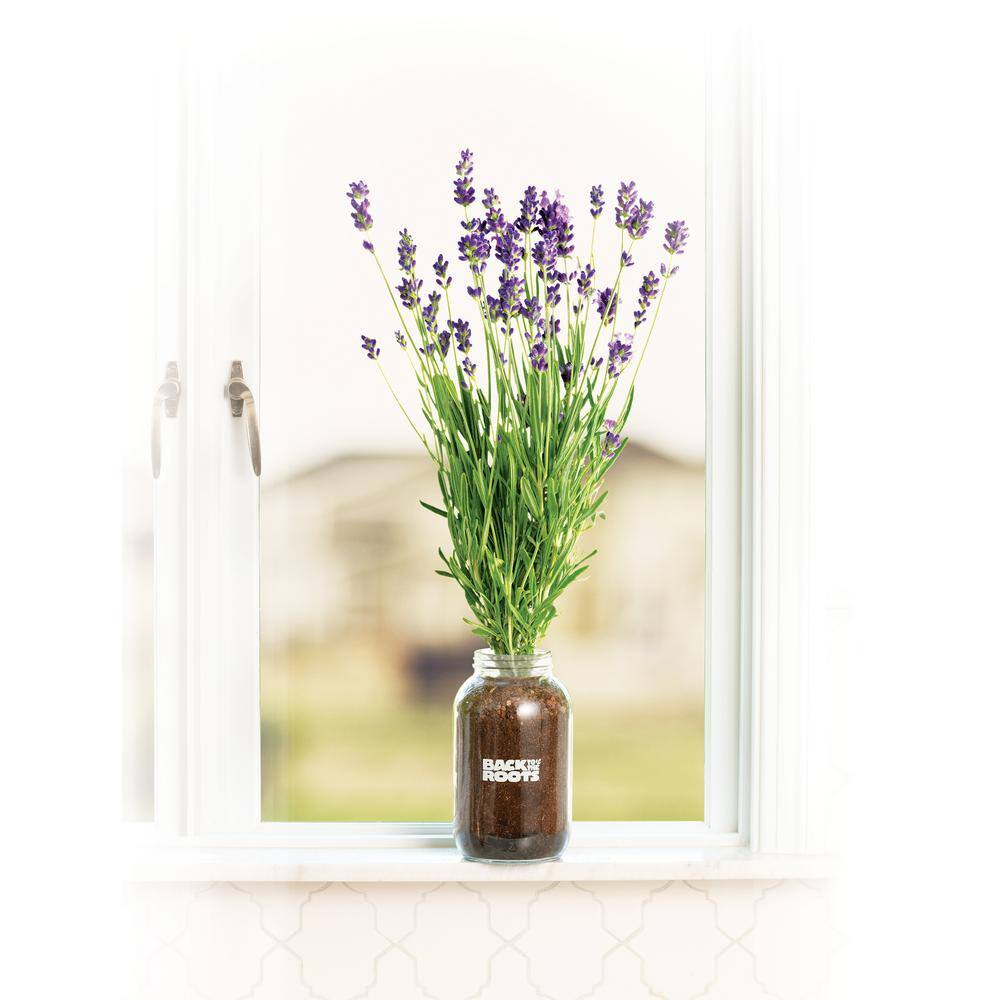 Back to the Roots Organic Lavender Grow Kit 25500