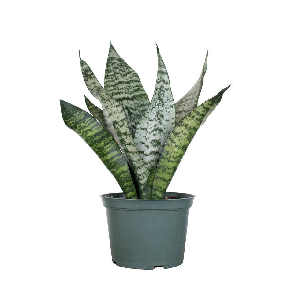 United Nursery Live Sansevieria Zeylanica Indoor Snake Plant Shipped in 6 in. Grower Pot 26455