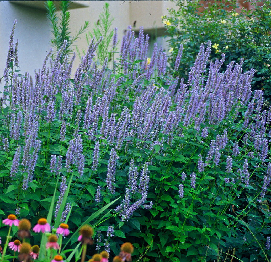 Blue Fortune Hummingbird Mint - Agastache - Anise Hyssop - Hardy - Quart  Pot