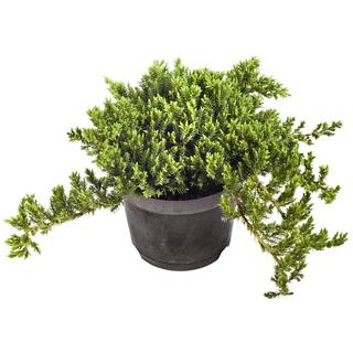 Online Orchards 1 Gal. Broadmoor Juniper Shrub Excellent Evergreen Ground Cover with Graceful Spreading Foliage Drought Tolerant CFJP004