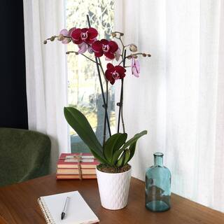 Just Add Ice Premium Orchid (Phalaenopsis) Dark Purple Plant in 5 in. White Ceramic Pottery J5013