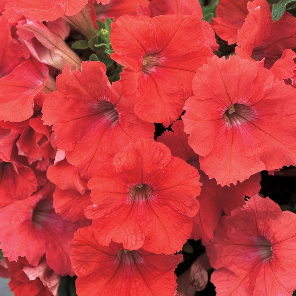 10.75 in. Orange Petunia Hanging Basket 64176