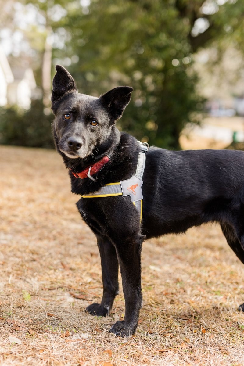 Doggy Tales Step In V Dog Harness