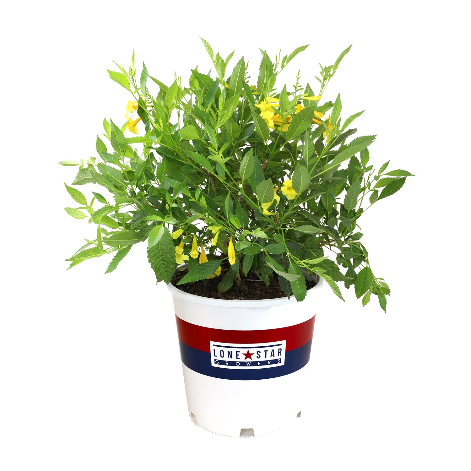 Lone Star Growers by Altman Plants 2Gal Yellow Tecoma Sun Trumpets