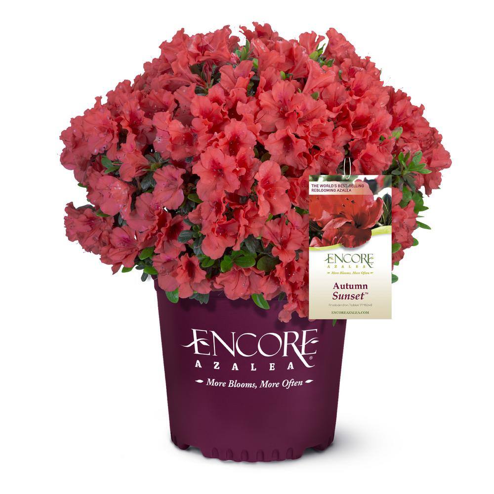 ENCORE AZALEA 2 Gal. Autumn Sunset Shrub with Bright Red Flowers 14803