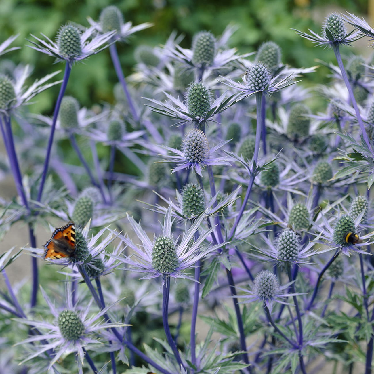 Van Zyverden Sea Holly Jos Eijking Set of 3 Plant Roots Blue Full Sun