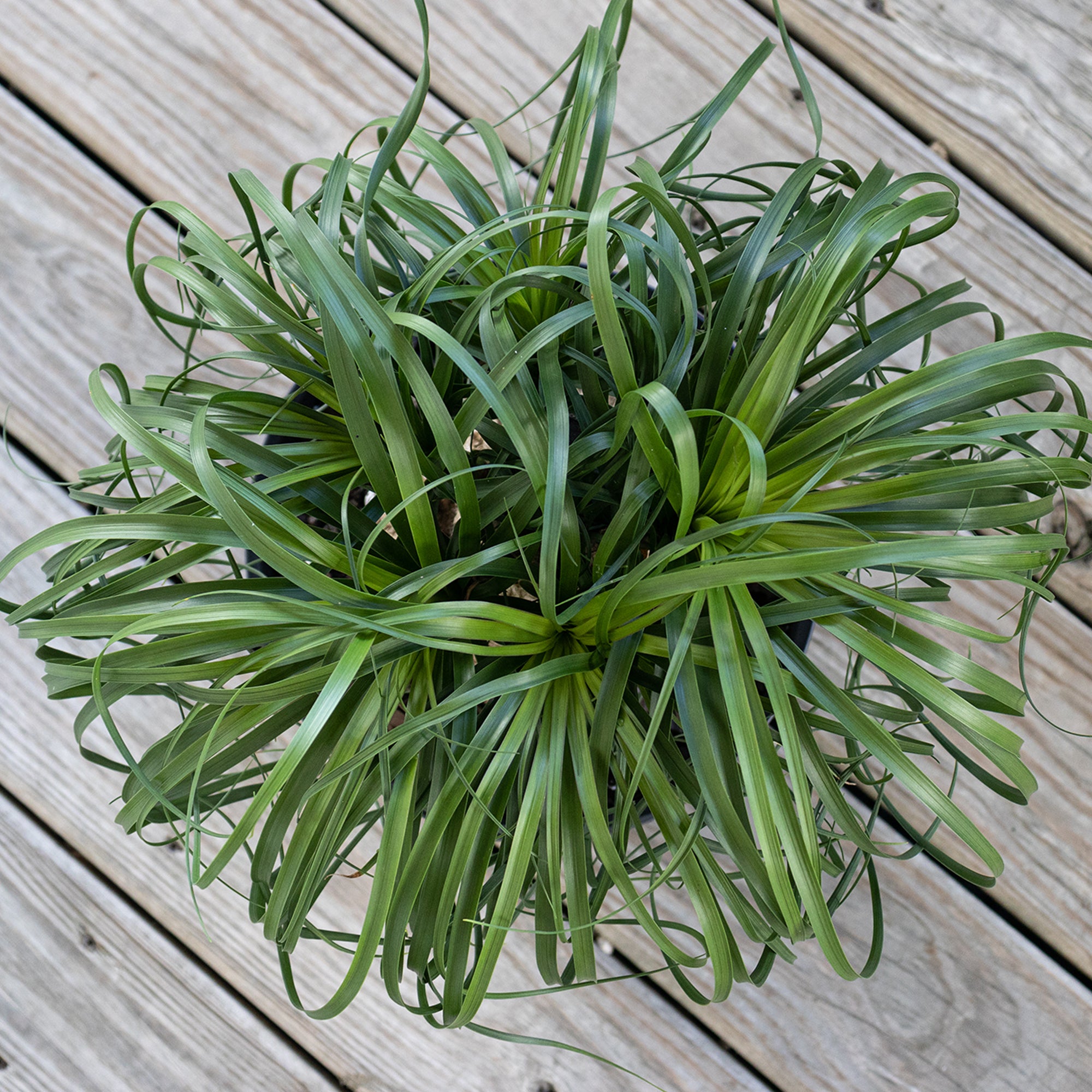 United Nursery Live Ponytail Palm 24-32in Tall Green Tropical houseplant in 10in Grower Pot