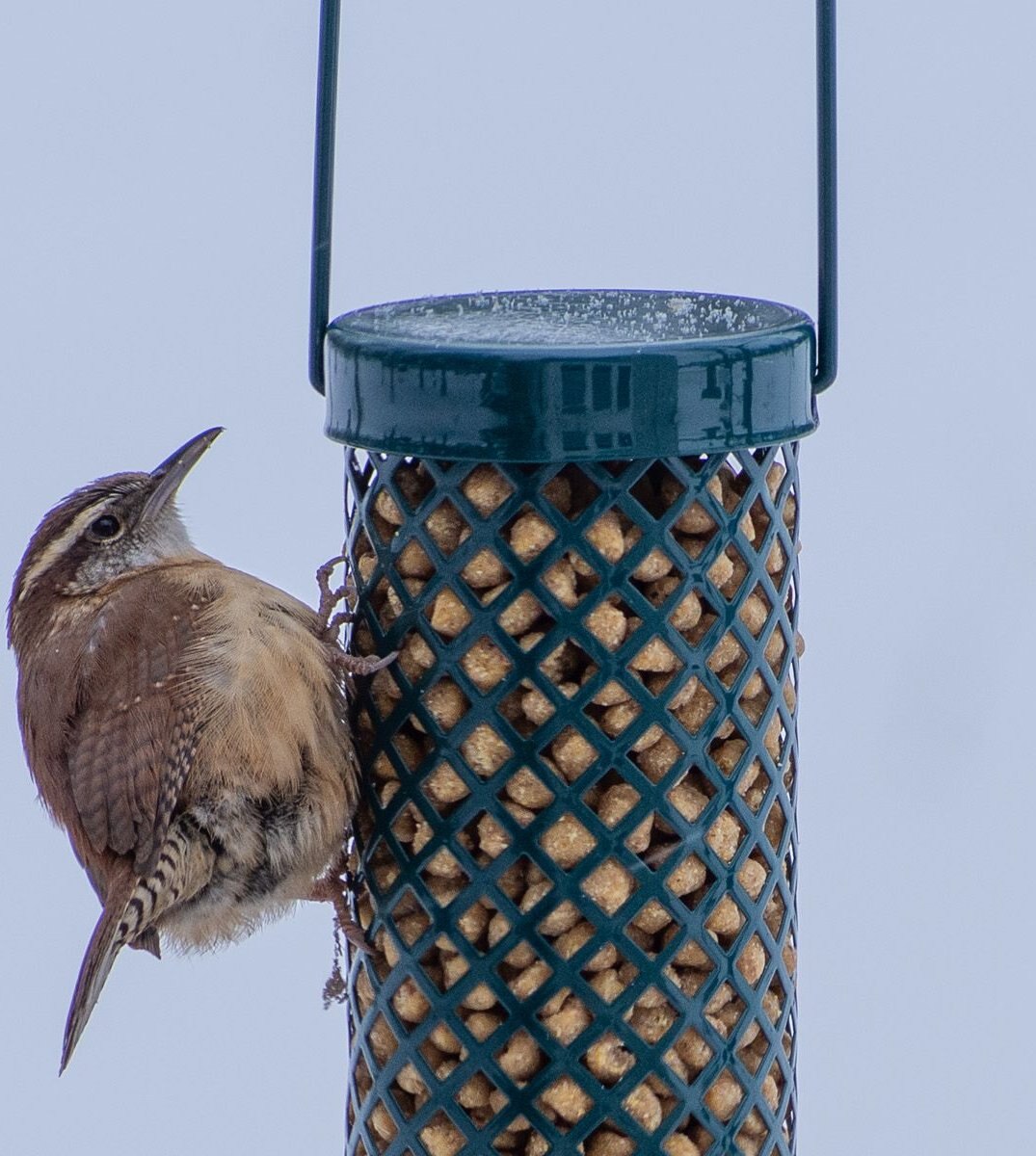 CandS Woodpecker Suet Nuggets Wild Bird Food