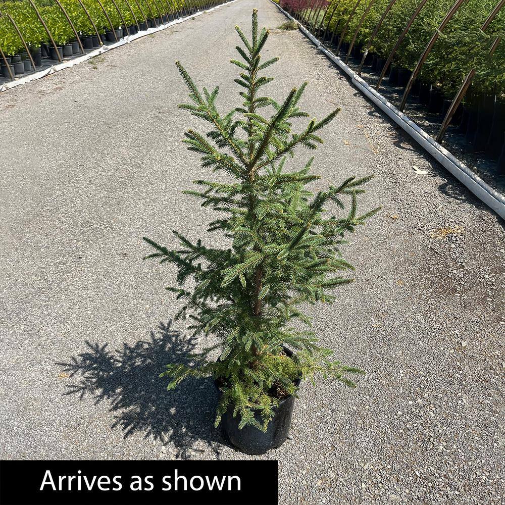 Spring Hill Nurseries 2.25 Gal. Pot White Spruce (Picea) Live Evergreen Shrub Green Foliage (1-Pack) 83530