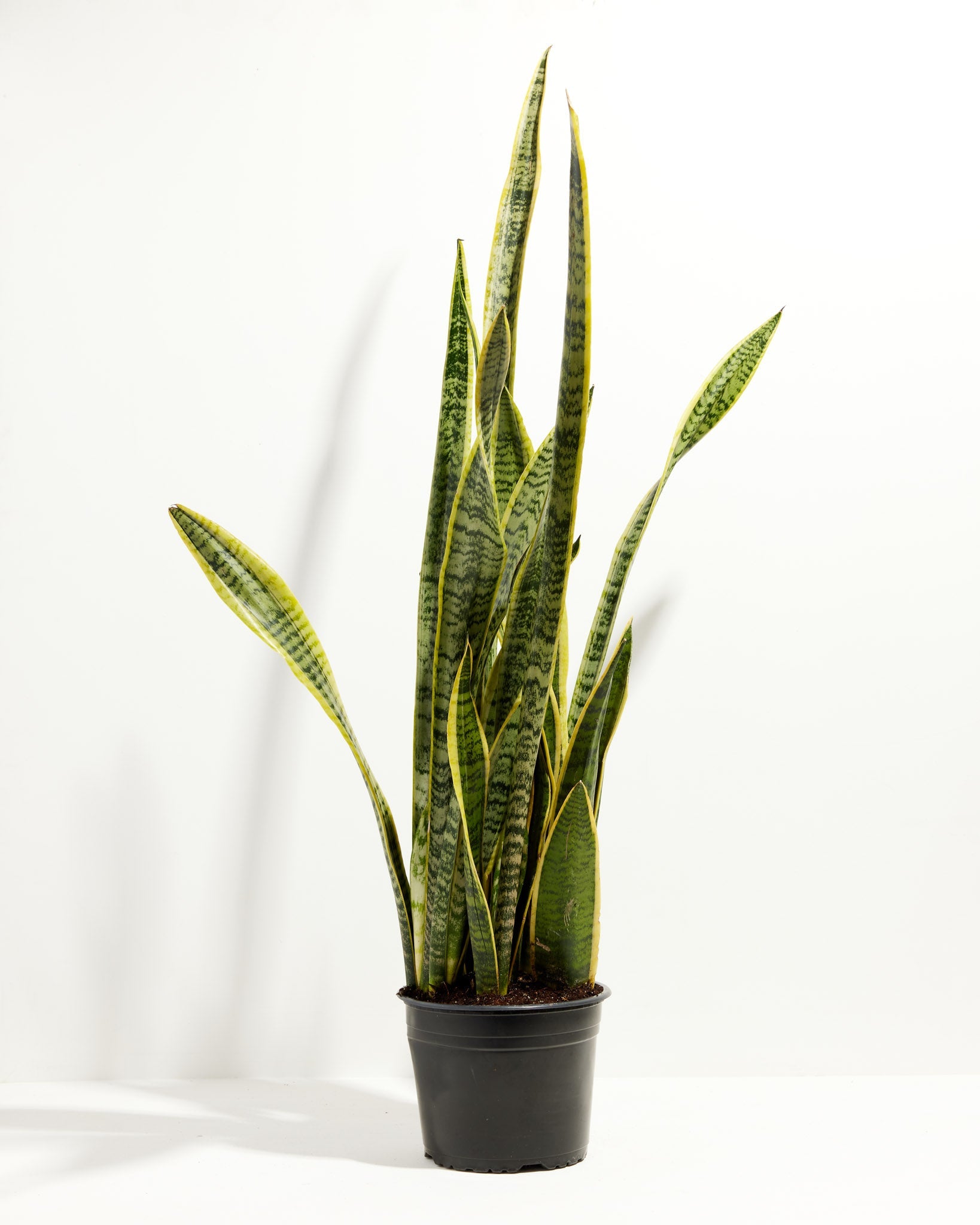 Variegated Laurentii Snake Plant