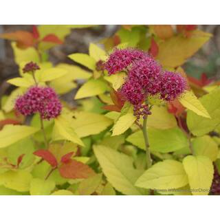 PROVEN WINNERS 1 Gal. Double Play Candy Corn Spirea (Spiraea) Live Shrub Purple Flowers and Orange Red and Yellow Foliage SPIPRC1096101