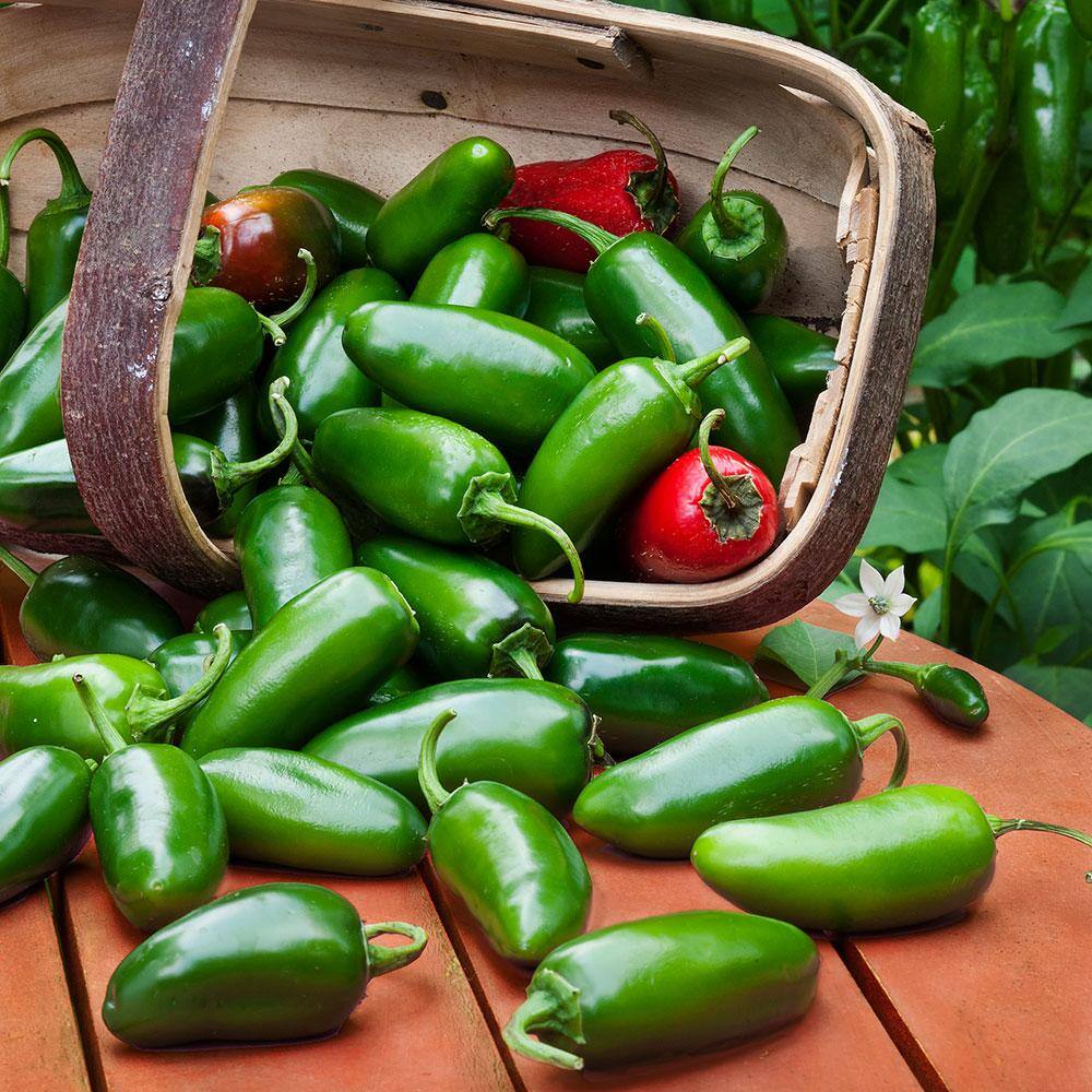Bonnie Plants 19 oz. Mild Jalapeno Pepper Plant 2501