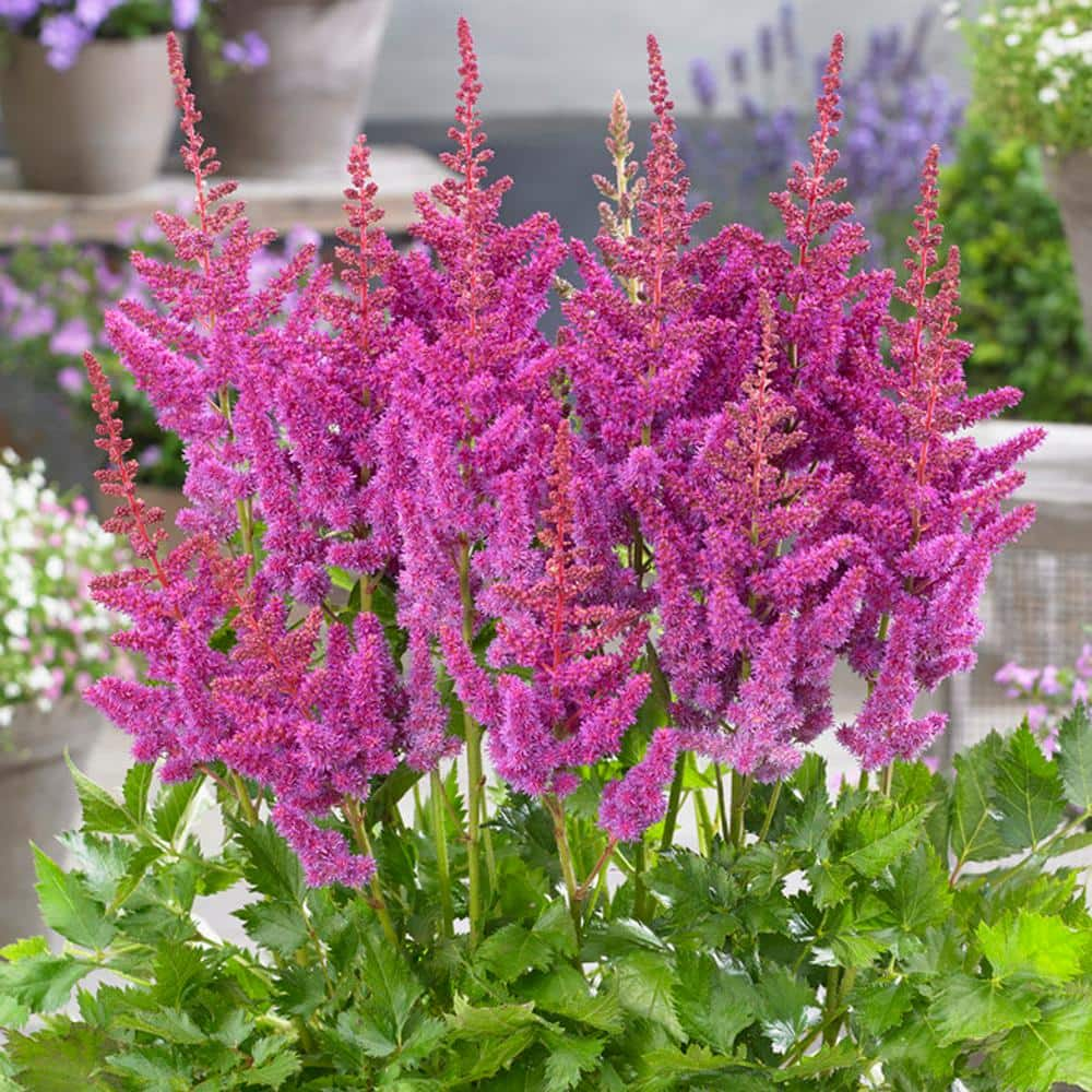 VAN ZYVERDEN Astilbe Visions Roots (Set of 3) 83832