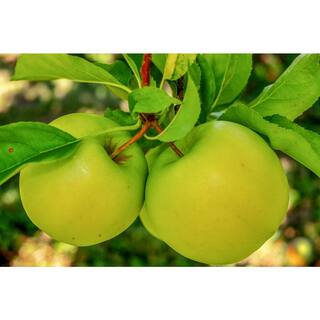 Online Orchards 3 ft. Granny Smith Apple Tree with Tart Green Fruit Best for Baking FTAP203