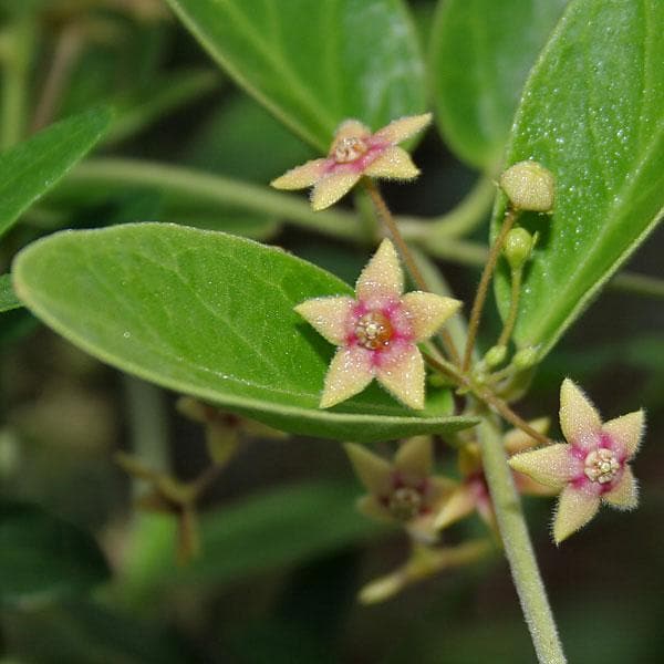 Anantmool, Dambel, Tylophora Indica - Plant