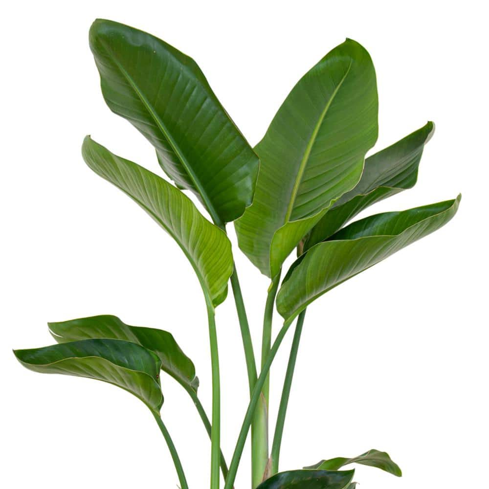 United Nursery White Bird of Paradise Live Indoor Strelitzia Nicolai Plant Shipped in 9.25 inch Grower Pot 23522