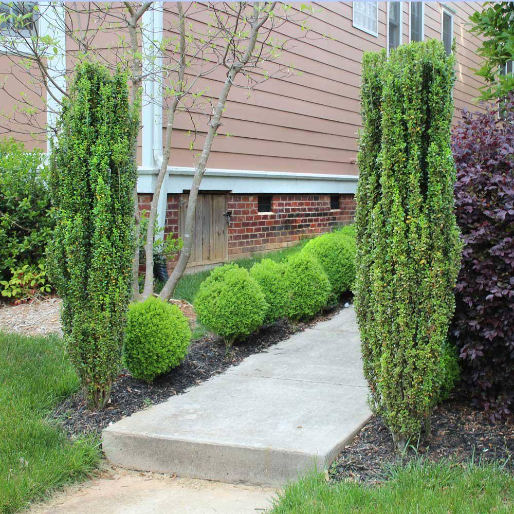 Brighter Blooms 3 Gal. Sky Pencil Holly Shrub SKY-PEN-34-3
