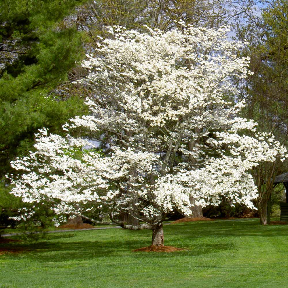 White Dogwood