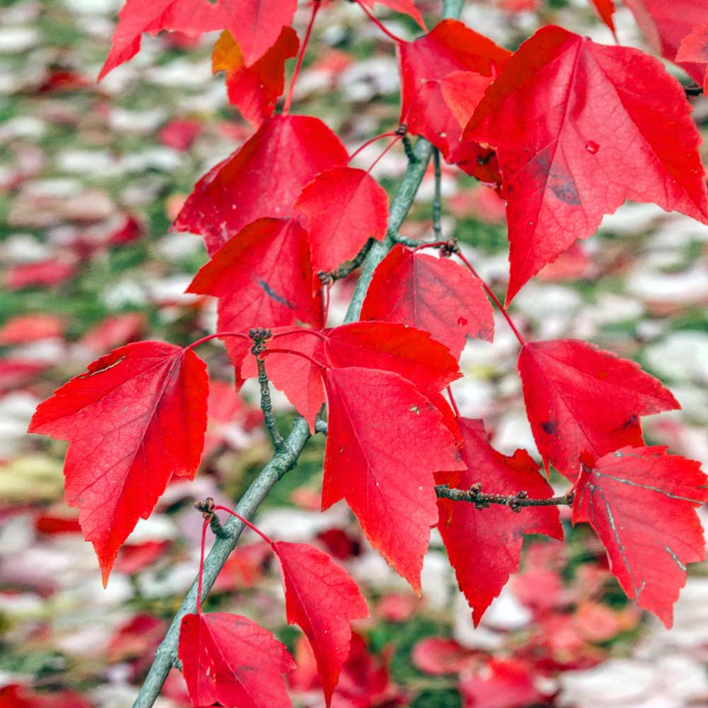 Red Sunset® Maple Tree