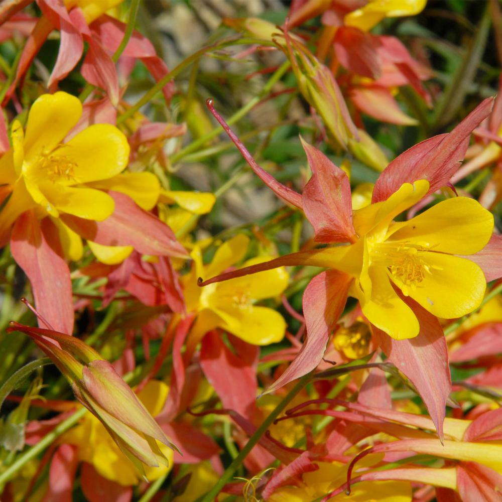 VAN ZYVERDEN Aquilegia Columbine Crimson Star (Set of 5 Roots) 83369