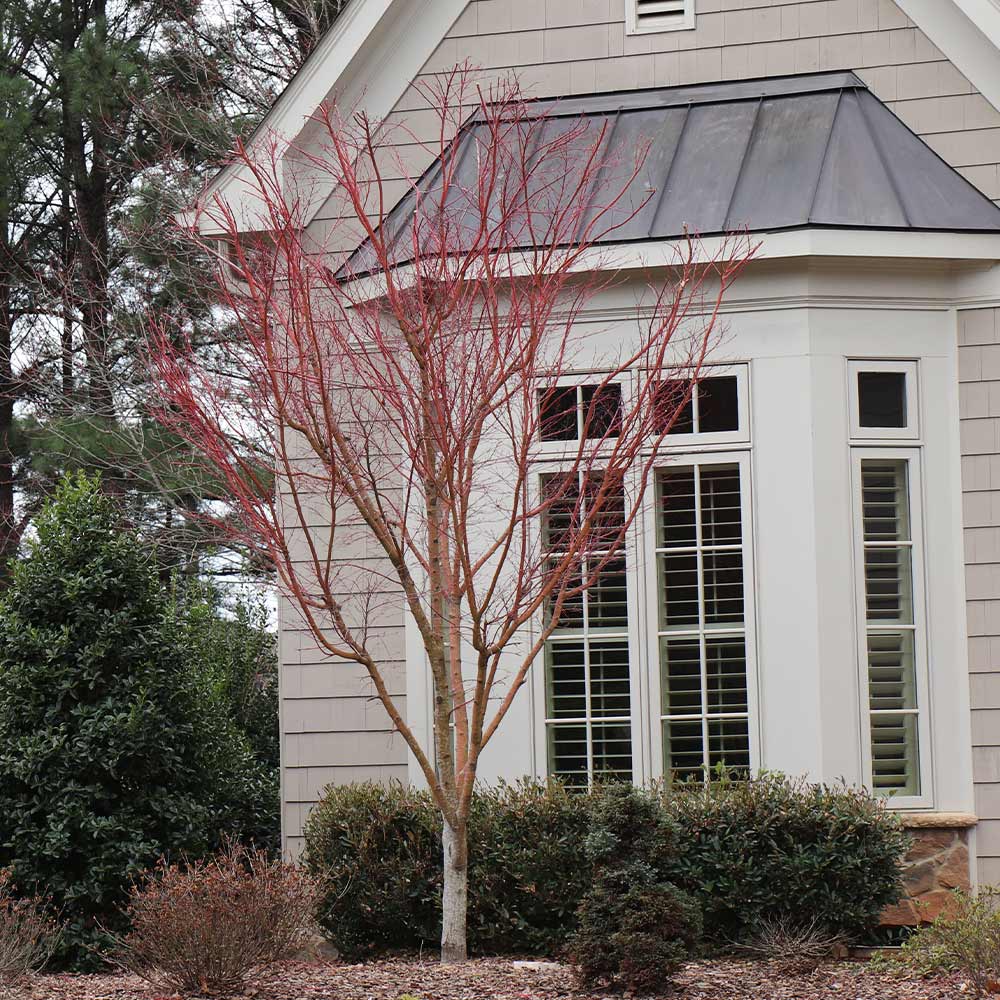 Coral Bark Japanese Maple Tree