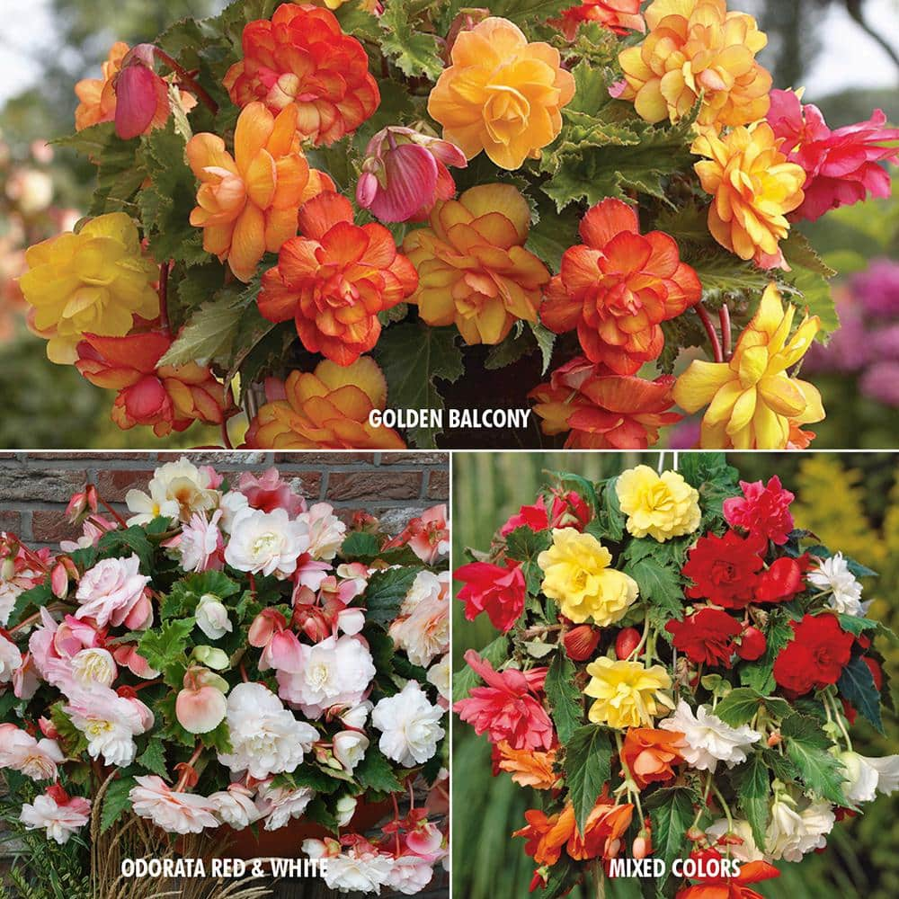 VAN ZYVERDEN Begonia Collection 3-Variety Bulbs (15-Pack) 83000