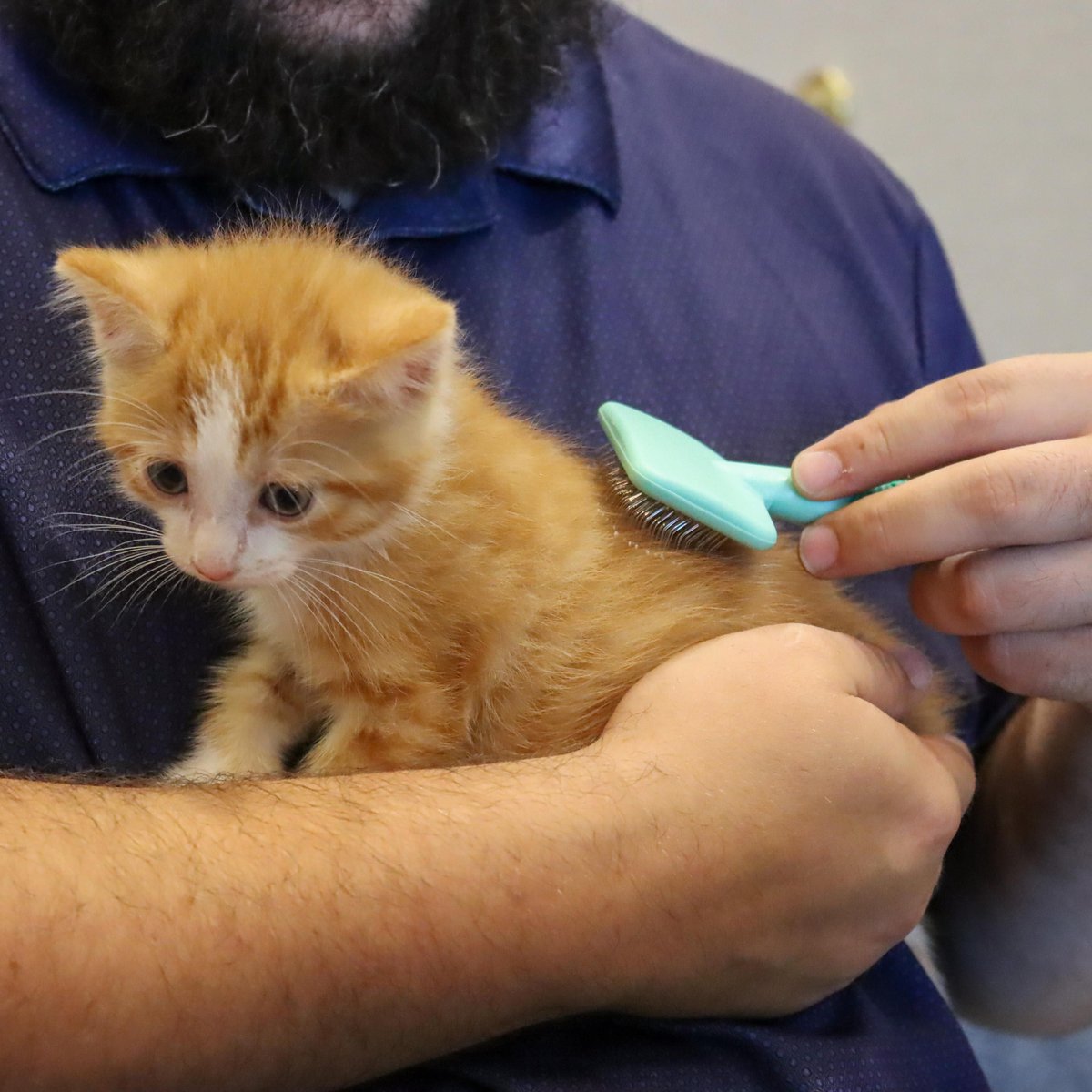 Li'l Pals Coated Tips Cat Slicker Brush