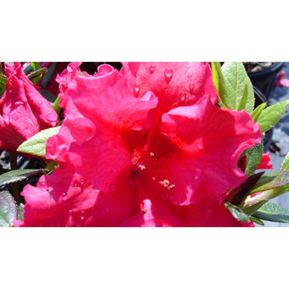 national PLANT NETWORK 2.25 Gal. Red Ruffle Azalea Plant with Red Blooms HD7636