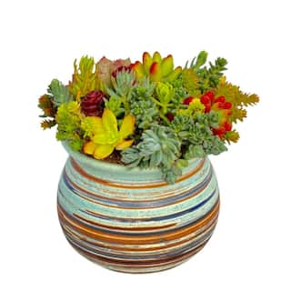 Cesicia Succulent Plants Collection Flowers with Green Ceramic Container DRZWPlant2