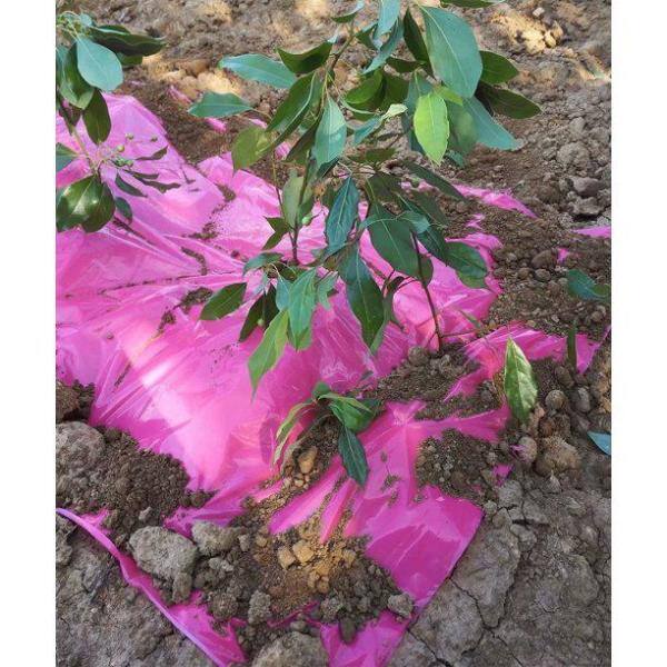 Agfabric 4 ft. x 250 ft. Size 1.2 Mil Pink Mulch Garden Plastic Film PM1204250N1R