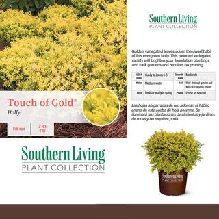 SOUTHERN LIVING 2 Gal. Touch of Gold Holly Shrub 18318