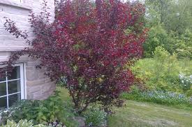 Purpleleaf Sand Cherry