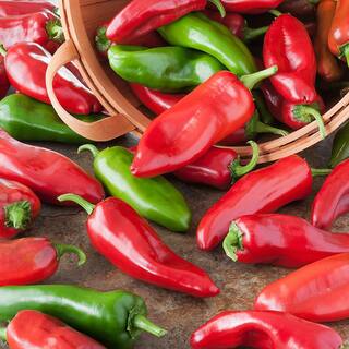 Bonnie Plants 19 oz. Red Hot Chili Pepper Plant 2900