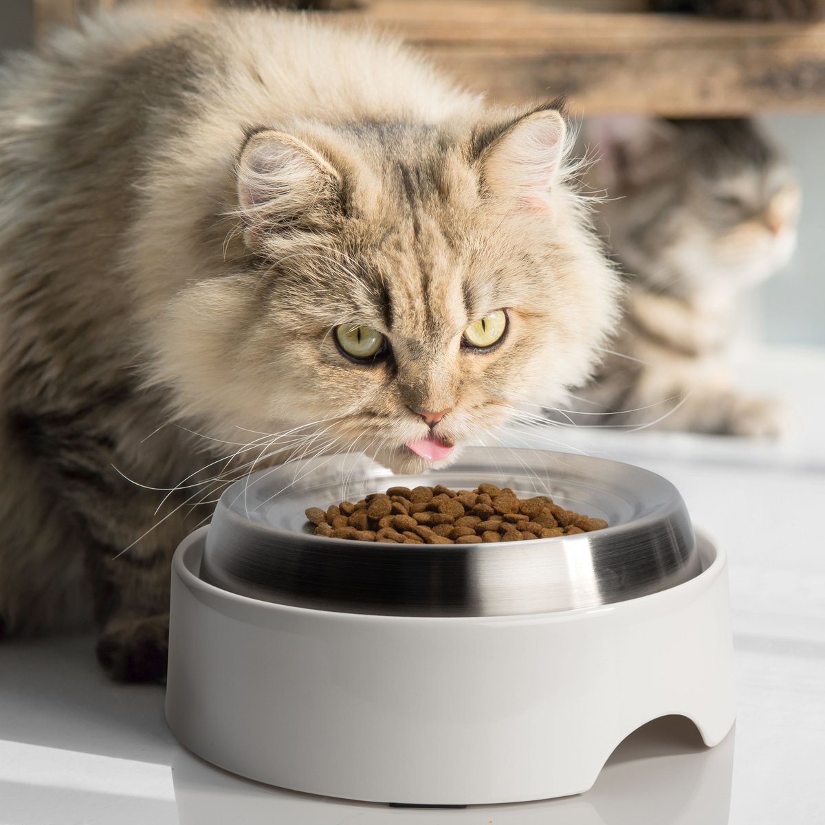 CatGuru Standard Cat and Dog Food Bowl， Marshmallow