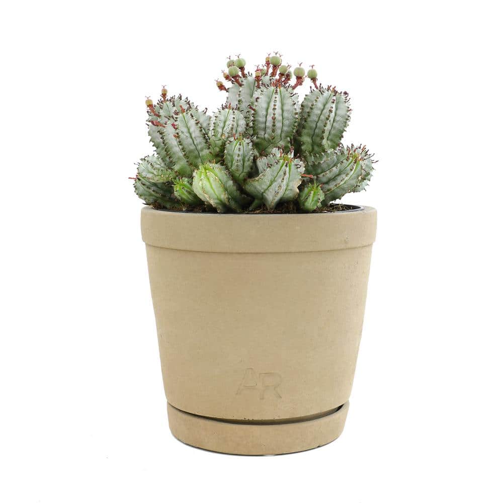 ALTMAN PLANTS Altman Reserve 6 in. Nova Milk Barrel Succulent (Euphorbia Horrida) in Cement Pot 0872978