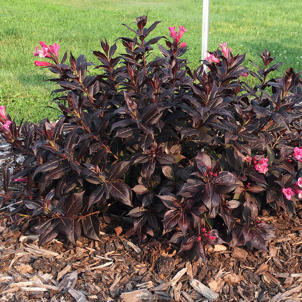 Van Zyverden Weigela Stunner™ 4