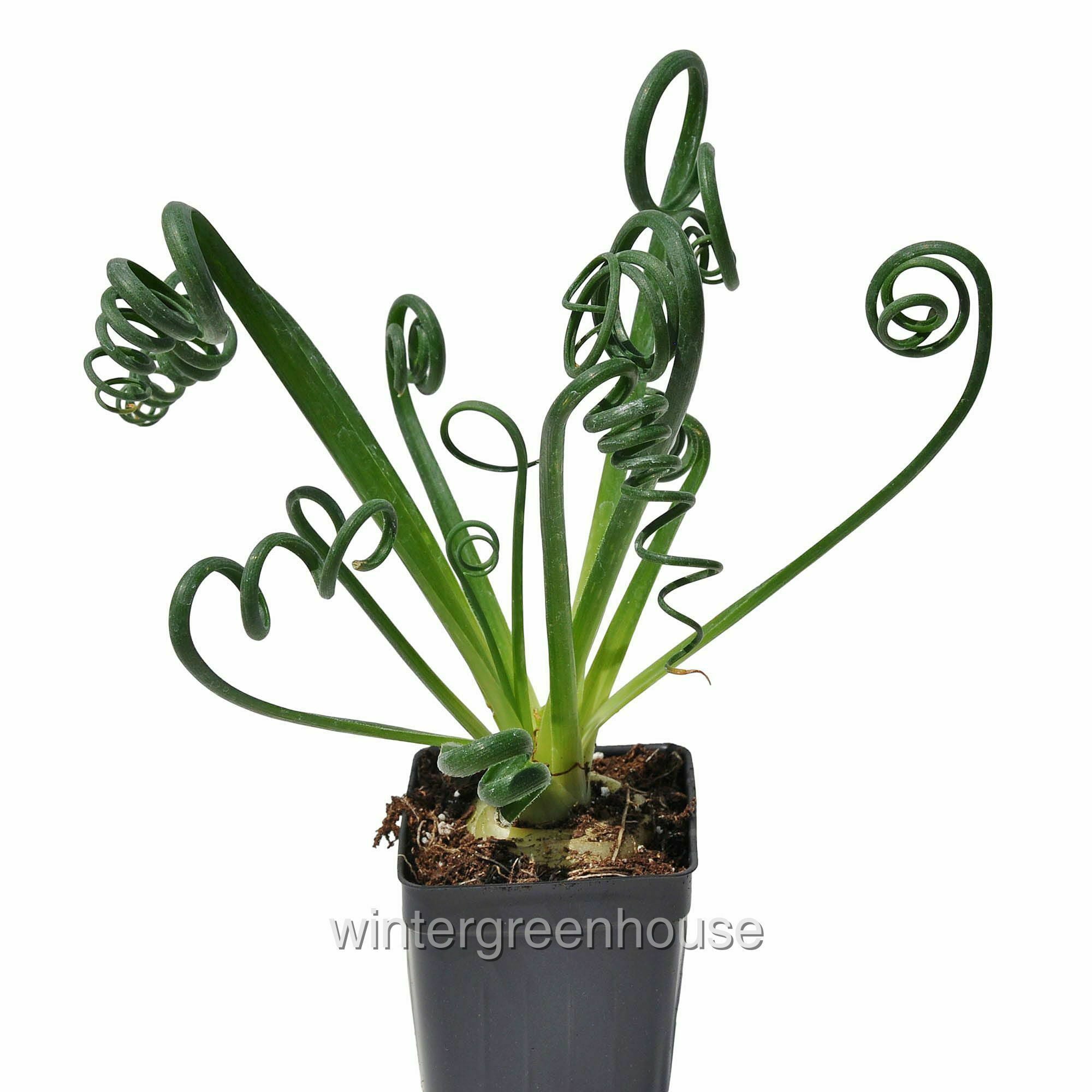 Albuca Spiralis， Frizzle Sizzle， Corkscrew Albuca - Pot Size: 3