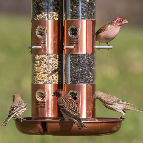 Perky-Pet 10 lb Copper Finish Triple Tube Bird Feeder