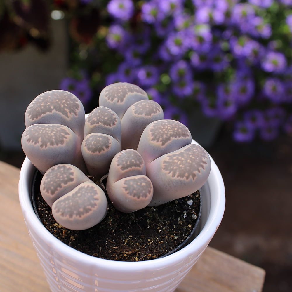 Element by Altman Plants Lithops Live Succulent， Live Indoor House Plants with Grower Pots ， 2.5 inch ， Pack of 4