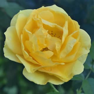 VAN ZYVERDEN Roses Julia Child Roses Bloom Color Yellow (1 Root Stock) 83897