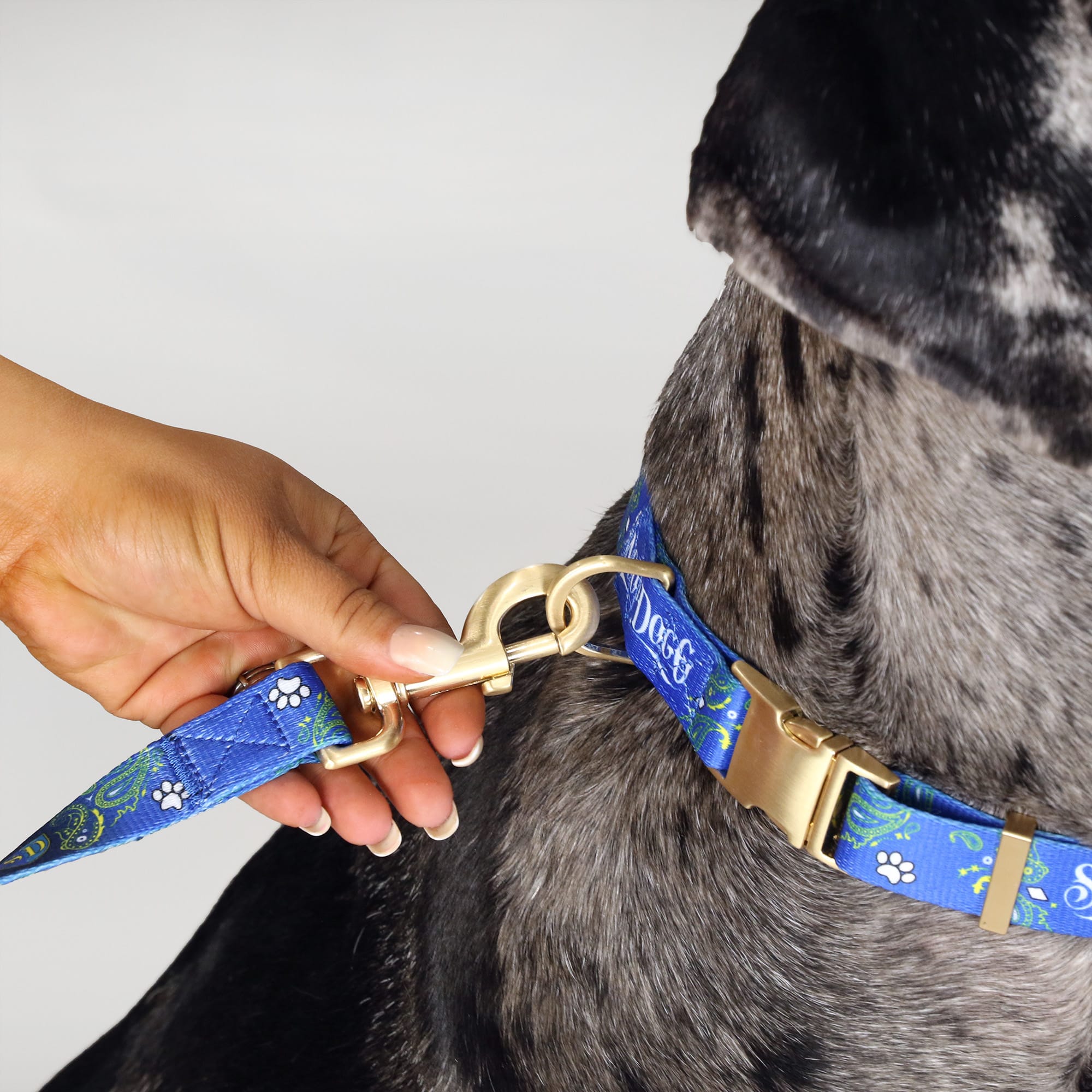 Snoop Doggie Doggs Blue Halftime Deluxe Pet Lead， Small， 5 ft.