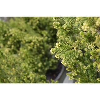 Vigoro 2 Gal. Cryptomeria Japonica Black Dragon 11888
