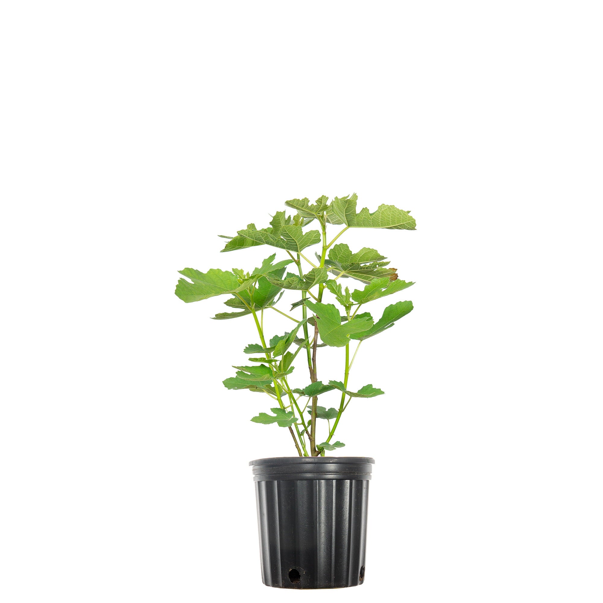 1 Gal. Celeste Fig Tree- Sugar Fig Fruit - Attractive Foliage