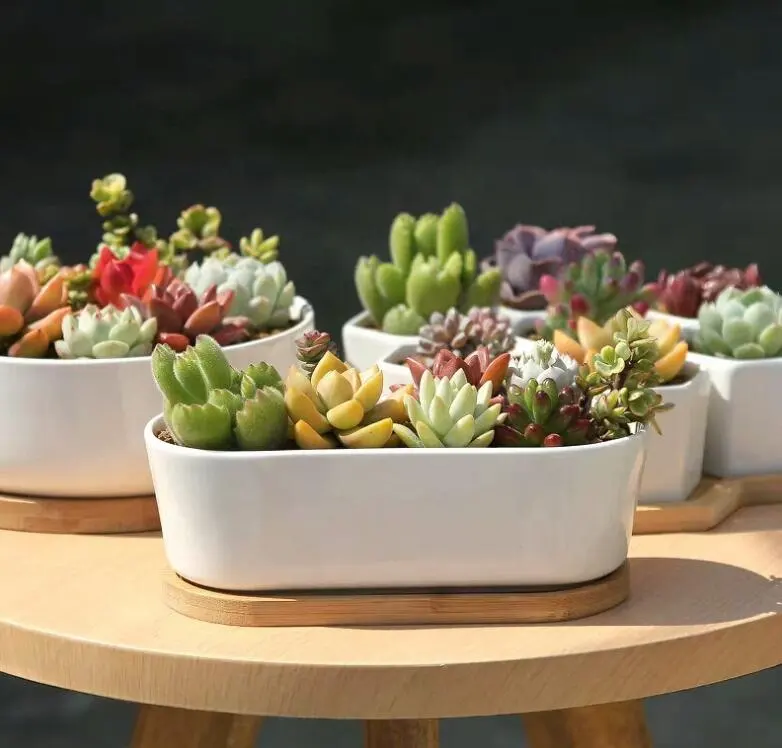 Wholesale Hot Sale Home Garden Dropshipping Geometric White Succulent Planter Pots Ceramic Plant Container with Bamboo Saucers