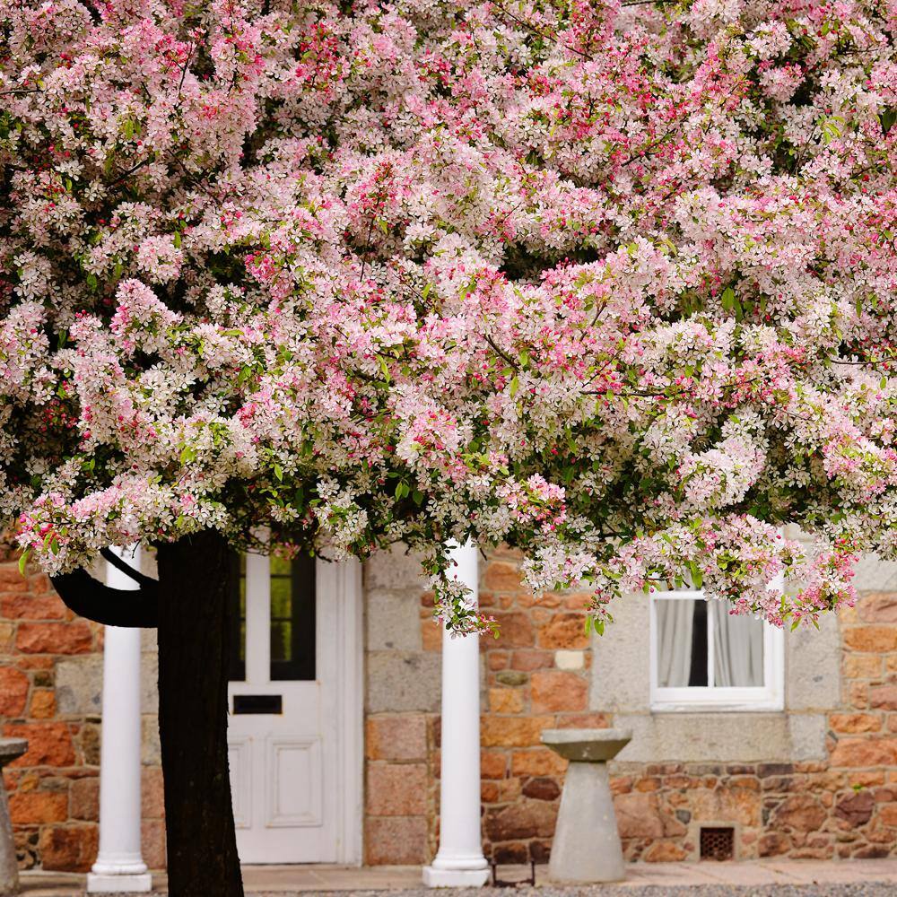 5 Gal. Floribunda Crabapple Tree with White Blossoms CRAFLO05G
