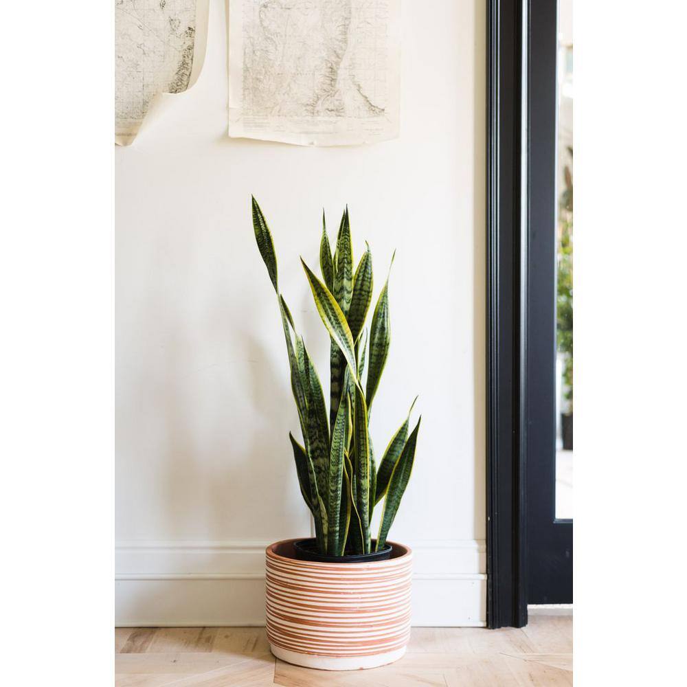 BELL NURSERY 2 Gal. Snake Plant (Sansevieria) Live Tropical Indoor House Plant in 10 in. Nursery Pot SANSE10VAR1PK