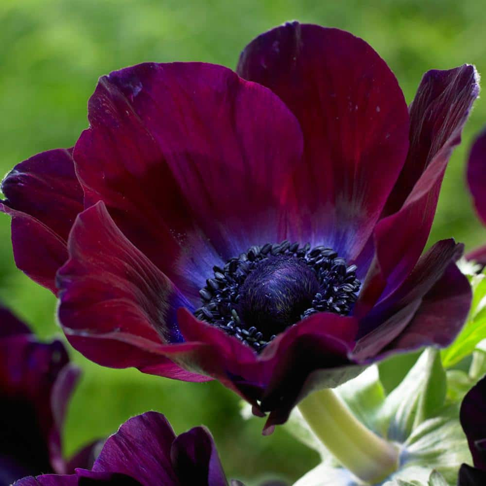 VAN ZYVERDEN Wind Flowers Anemones Meron Bordeaux Bulbs (Set of 25) 834051